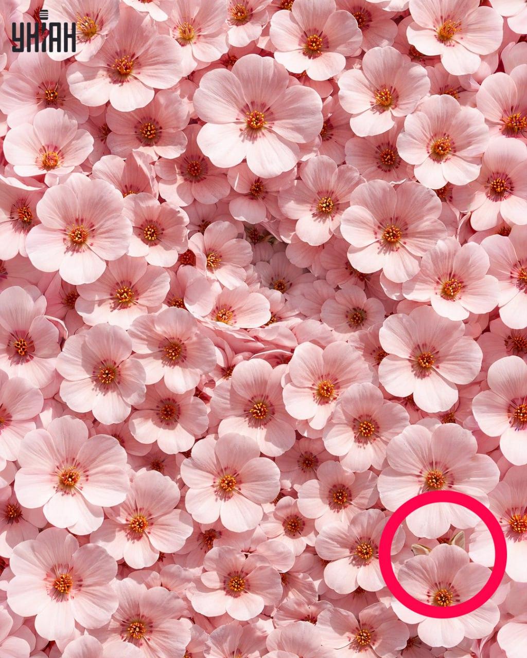 Csak az emberek 1%-a találja meg a nyulat 11 másodperc alatt: meglepően bonyolult optikai csalódás