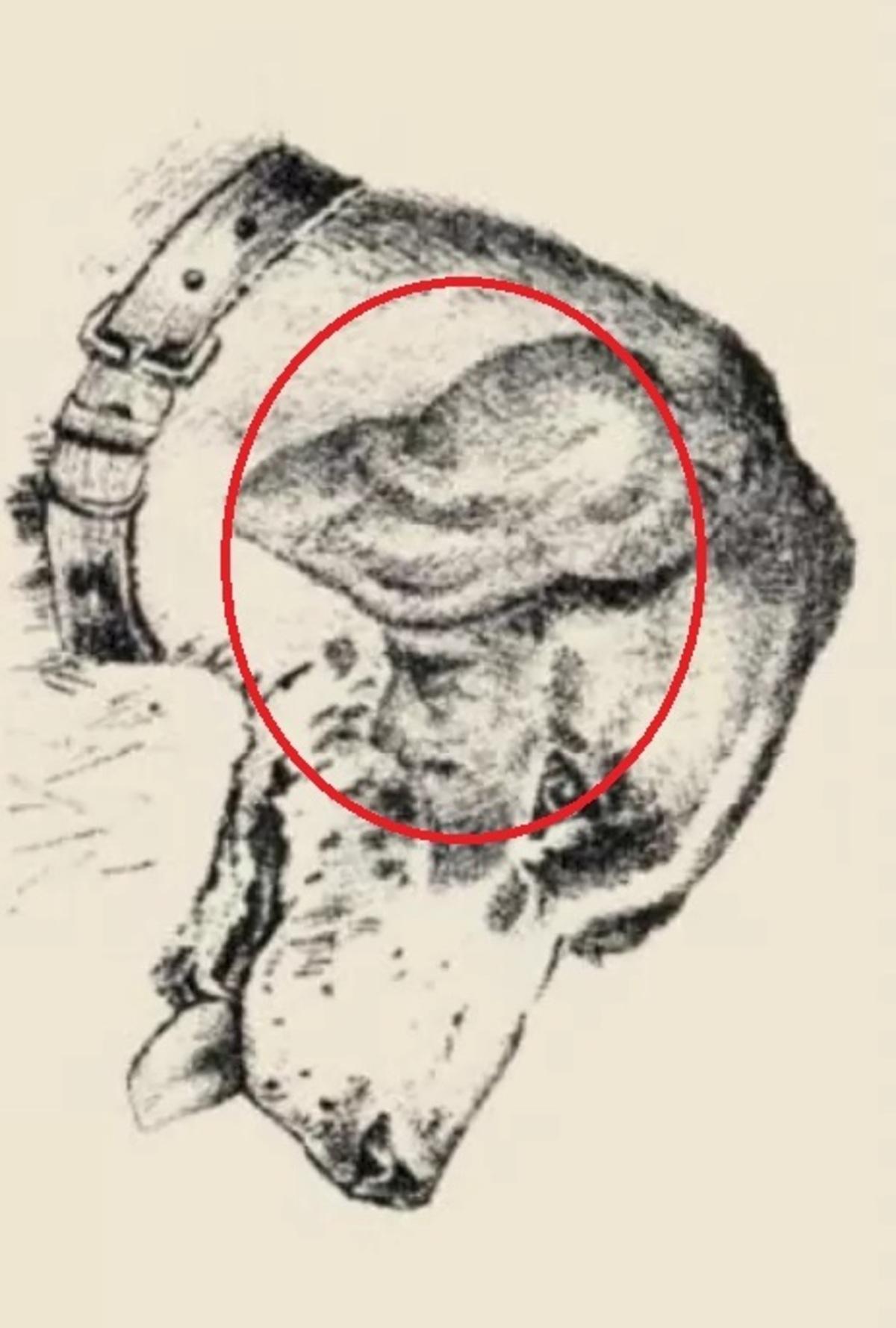 Az emberi arc a kutya fülén volt / rajzolta safalta.com