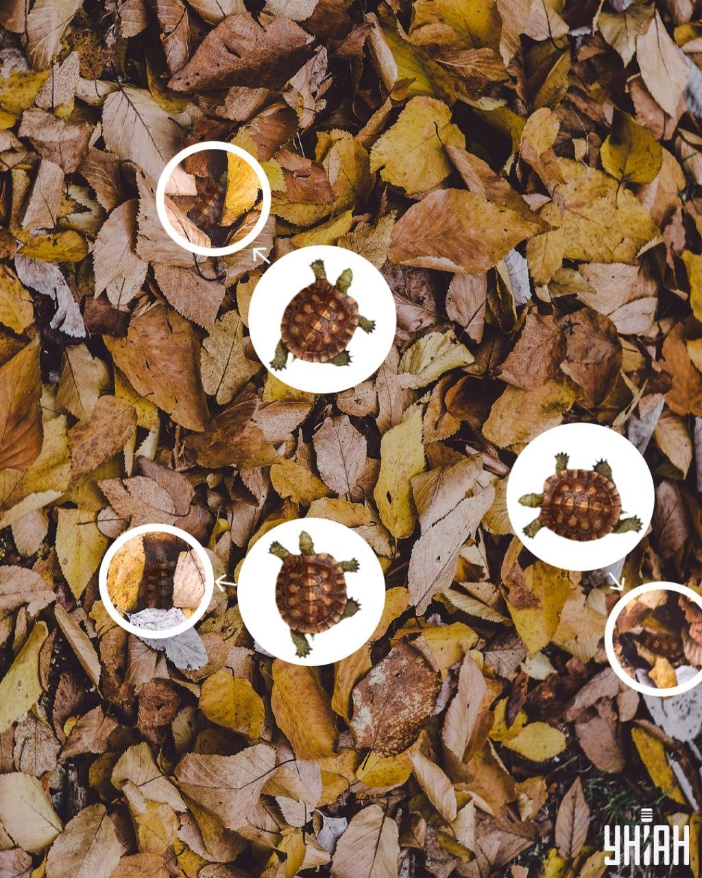 A teknőspáncél könnyen összetéveszthető a megsárgult levelekkel / kollázs Moje