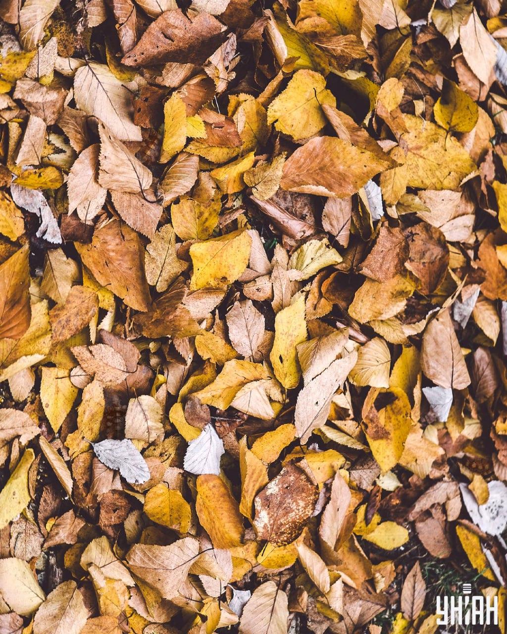 Teknősök keresése a levelek között / Moje kollázs