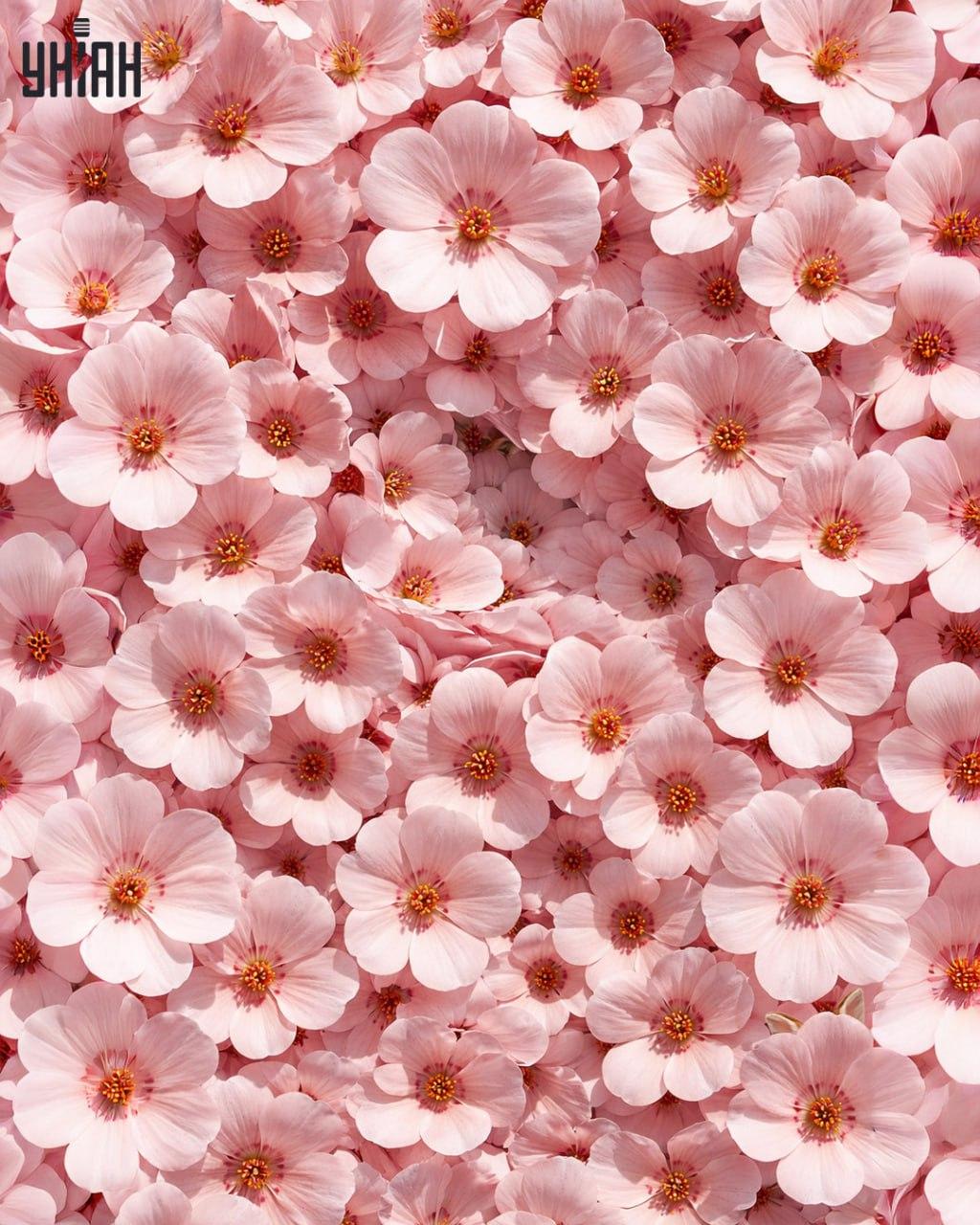 Az emberek mindössze 1%-a találja meg a nyulat 11 másodperc alatt: meglepően összetett optikai csalódás