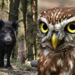 Csak erős IQ-val rendelkezők találják meg a ravasz baglyot 9 másodperc alatt: kifinomult optikai csalódás Csak erős IQ-val rendelkezők találják meg a ravasz baglyot 9